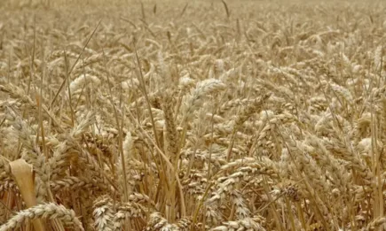 Агроборса: Спад на всички земеделски култури в Париж