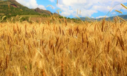 Котировките продава за големи количества от хлебна пшеница са на 431,00 лв./т, доставка DAP