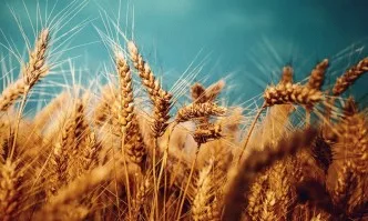 Неочаквано високи добиви на зърно в световен мащаб