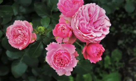 Съветът на ЕС прие позицията на България в защита на производителите на етеричномаслени култури