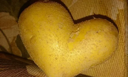 Празник на Картофа