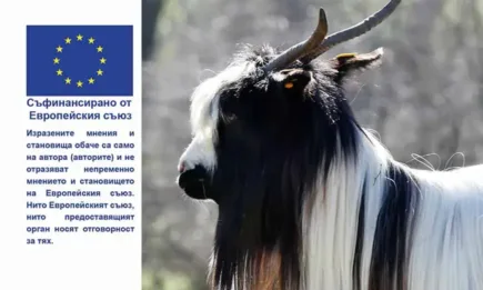 Обвързано с производството подпомагане за овце и кози от застрашени от изчезване породи