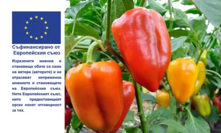 Обвързано с производството подпомагане на доходите за пипер