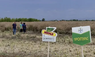 Георги Телкиев: Това са едни прекрасни хибриди, с висок добивен потенциал