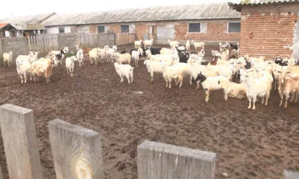 Бюджетът по подмярка 4.1 се увеличава с 5 млн. евро, ето какво мислят животновъди