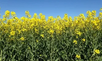 90% ръст при вноса на рапица в ЕС