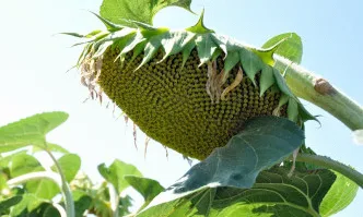 Слънчогледови хибриди от БАСФ България – Решения в земеделието