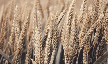 Повечето котировки на основните селскостопански услуги отбелязаха спад в цената си