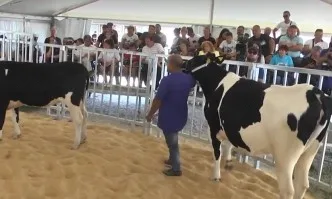 4200 лв. за юница на първия явен търг у нас