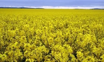 Лошото време намалява реколтата в Канада