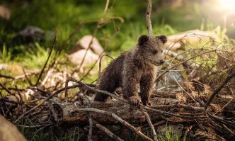 По случай Мечкинден WWF разказва историята на спасеното мече Митко