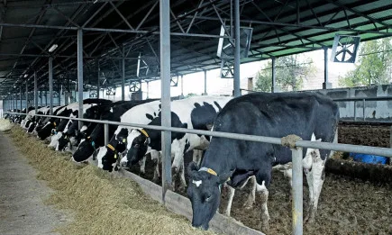 През март се извършва ваксинацията срещу син език