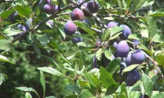 Иновативни подходи при отглеждане на сливи