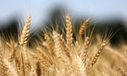 Китай одобри първата генно редактирана пшеница