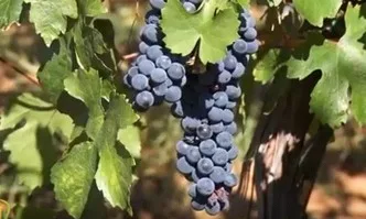 Новости в Програмата за подкрепа на лозаро-винарския сектор