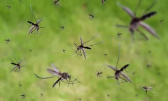 Премиерът Борисов разпореди спешни мерки заради проблема с масовата популация на комари край река Дунав