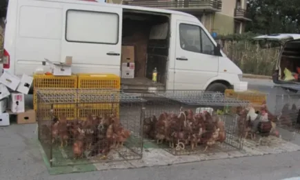 Забранява се провеждането на пазари за живи животни и животинска продукция на територията на цялата страната