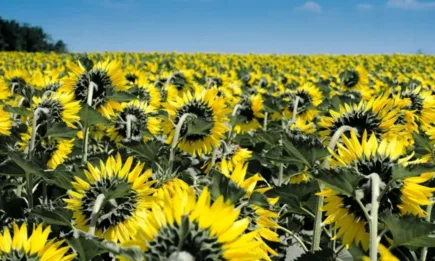 От 30 октомври започва приемът по втората схема за извънредна финансова помощ на земеделски стопани, отглеждащи слънчоглед