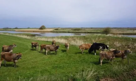 Започнаха плащанията по интервенциите за Кампания 2023