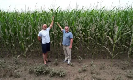 Сухоустойчиви хибриди царевица на Corteva Agriscience™ впечатляват фермерите в Добруджа