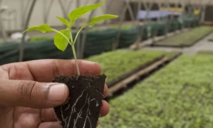 15% от световното население работят в аграрния сектор