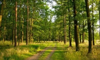 Директорът на РДГ Пловдив издаде заповед за забрана на достъпа до горските територии в областта