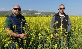 Как да стигнем до успешна жътва на рапица