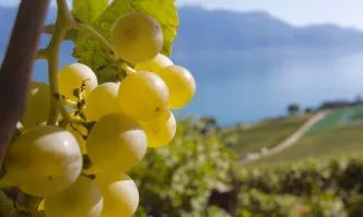 Швейцарските лозари недоволни от ниските цени