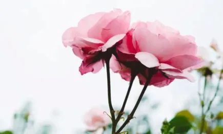 Розова кампания 2023: работната ръка остава предизвикателство за сектора