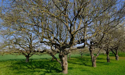 До 30 април зеленчукопроизводителите и овощарите могат да кандидатстват за целеви кредити от ДФЗ за семена и торове