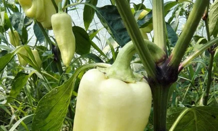 Уебинар на тема: