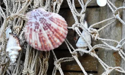 От 15 април 2024 г. влиза в сила забраната за улов на риба и други водни организми в периода на тяхното размножаване