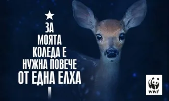 WWF превърна бунище в гора – истински подарък за природата