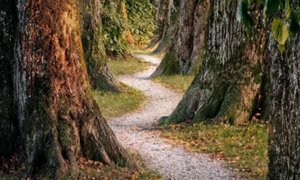 Изкуствен интелект за мониторинг за горски пожари