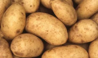 ДФЗ отпуска повече пари за борба с вредителите