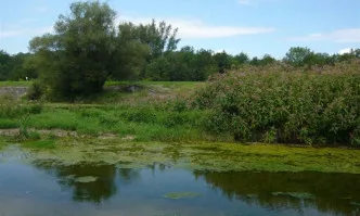 Онлайн дискусия за инвазивните водни растения ще има на 26 март