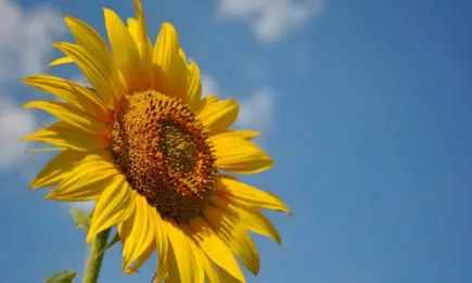 Геополитическо влияние при производството на храни