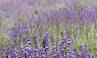 Специалистите прогнозират спад в цените и в добивите при лавандулата