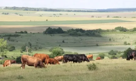 Не може да има животновъдство без пасища