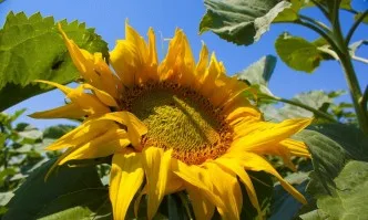 Нова рекордна реколта в Русия