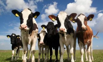 Субсидиите по de minimis са платени на близо 14 000 животновъди