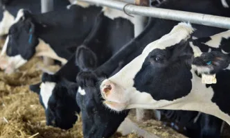 39 литра среден млеконадой благодарение на иновативна силажна царевица