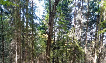 Незаконна сеч на 700 дървета общинска собственост, установиха от РДГ София