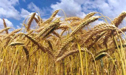 Франция с минус 2% от стойността на аграрното производство