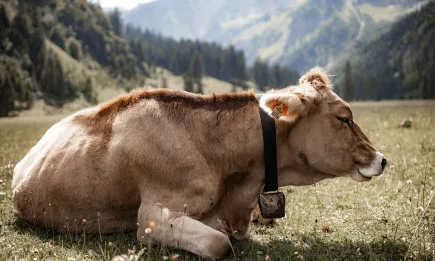 Над 120 милиона лева е обвързаното подпомагане на животновъдството за Кампания 2021