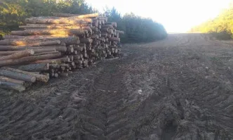 Горски инспектори от РДГ-София установиха незаконна сеч в два частни имота