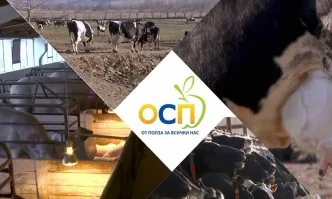 Общата селскостопанска политика - надежда за българските животновъди