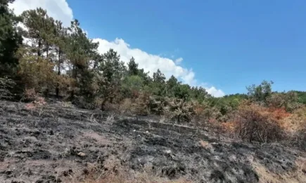 Иглолистните гори в България са застрашени от изсъхване и пожари
