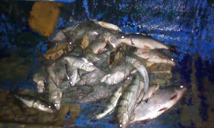 Проверка на река Дунав