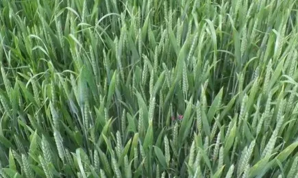 Ксанаду - срещу широколистни плевели в житни култури